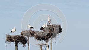 White Storks colony in a protected area at Los Barruecos Natural Monument, Malpartida de Caceres, Extremadura, Spain.