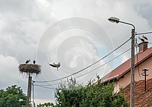 White storks family sitting in a nest and on a chimney