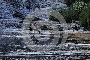White storks feeding in a river
