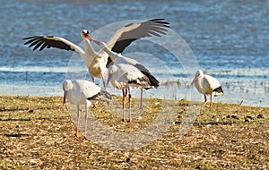 White Storks fighting for a stone