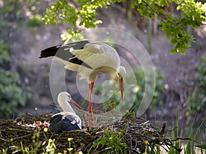 White storks on its nest