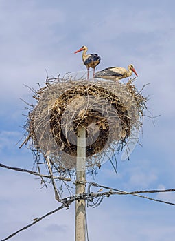 White Storks Light Pole