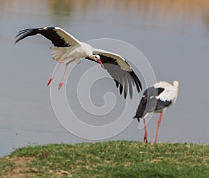 White Storks meeting