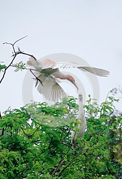 White storks in mekong delta