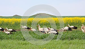 White Storks migration