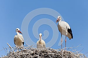 White Storks in the nest