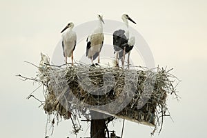 White Storks On The Nest