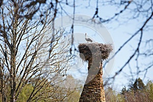 White storks in nest