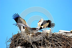 White storks in nest