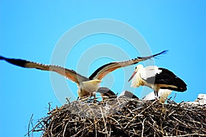 White storks in nest