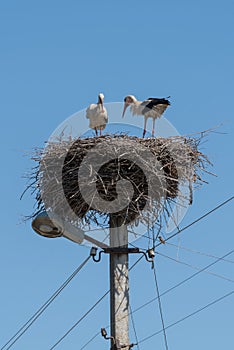 White Storks in the nest on electric pole