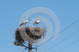 White Storks in the nest on electric pole