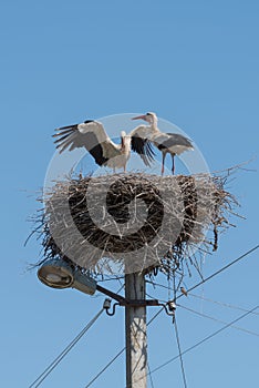 White Storks in the nest on electric pole