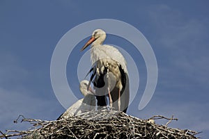 White storks