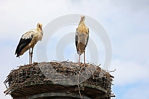 White storks nest on a pillar in the city
