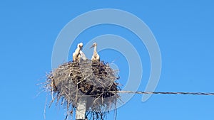 White storks in the nest on a pole against a blue sky