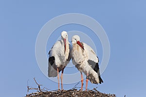 White storks on nest