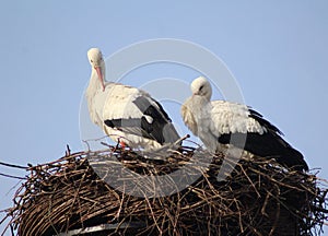 White Storks on nest