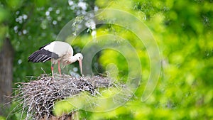 White storks on the nest surrounded by green trees, ciconia in spring, Oberhausen Heidelberg in Germany