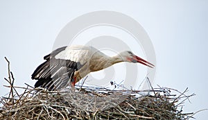 White storks on the nest surrounded by green trees, ciconia in spring, Oberhausen Heidelberg in Germany