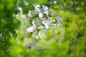 White storks on the nest surrounded by green trees, ciconia in spring, Oberhausen Heidelberg in Germany