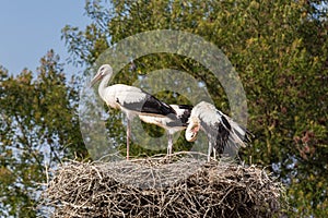 White Storks in the nest photo