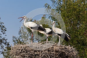 White storks on the nest photo