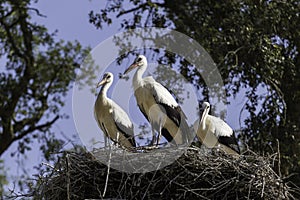 White storks on the nest photo