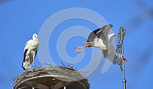 White storks, nesting  on church roof