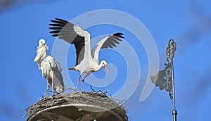 White storks, nesting  on church roof