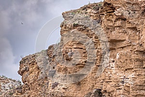 White storks nesting on cliff in Falces, Navarra, Spain