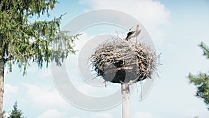 White storks with offspring on nest. The white stork (ciconia ciconia)