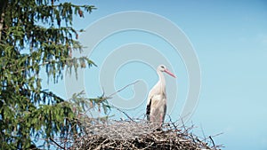 White storks with offspring on nest. The white stork (ciconia ciconia)