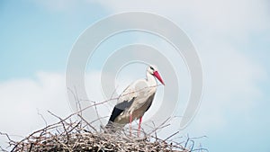 White storks with offspring on nest. The white stork (ciconia ciconia)