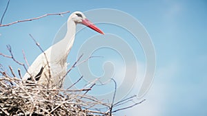White storks with offspring on nest. The white stork (ciconia ciconia)