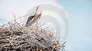 White storks with offspring on nest. The white stork (ciconia ciconia)