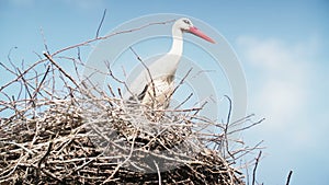 White storks with offspring on nest. The white stork (ciconia ciconia)