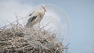 White storks with offspring on nest. The white stork (ciconia ciconia)