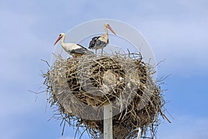 White Storks Pole