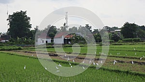 White storks in the rice fields