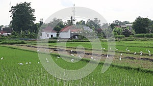 White storks in the rice fields