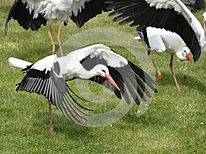 White storks running on grass