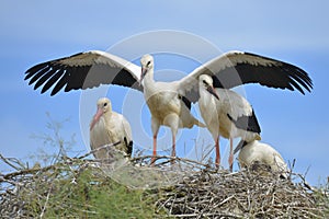 White storks on their nest