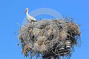 White storks in their nest