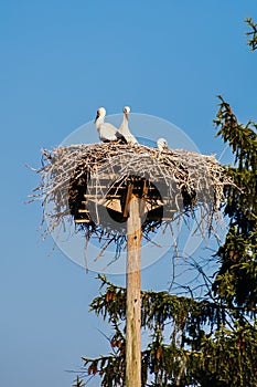 White storks with young baby stork on the nest