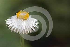 White Straw Flower