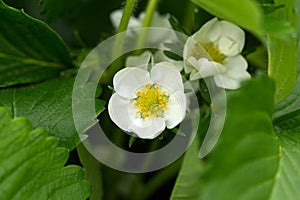 White strawberry blossom flowers with green leaves in Spring garden