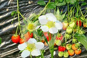 white strawberry flower with red-ripe strawberries