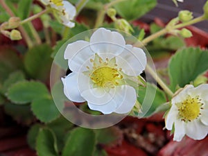 White strawberry flowers