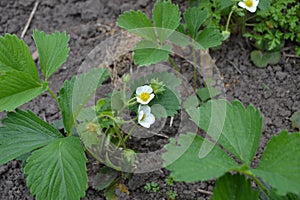 White strawberry flowers. Fragaria viridis, Fragaria ananassa